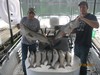 (07/06/2017) - Nice Striped Bass